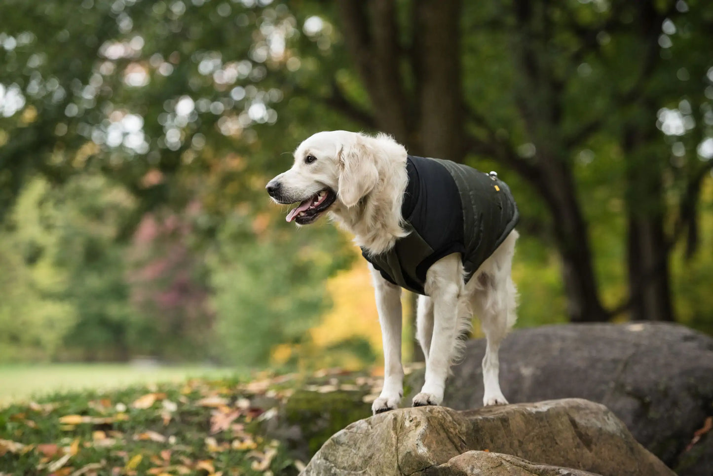 Dog Army Jacket