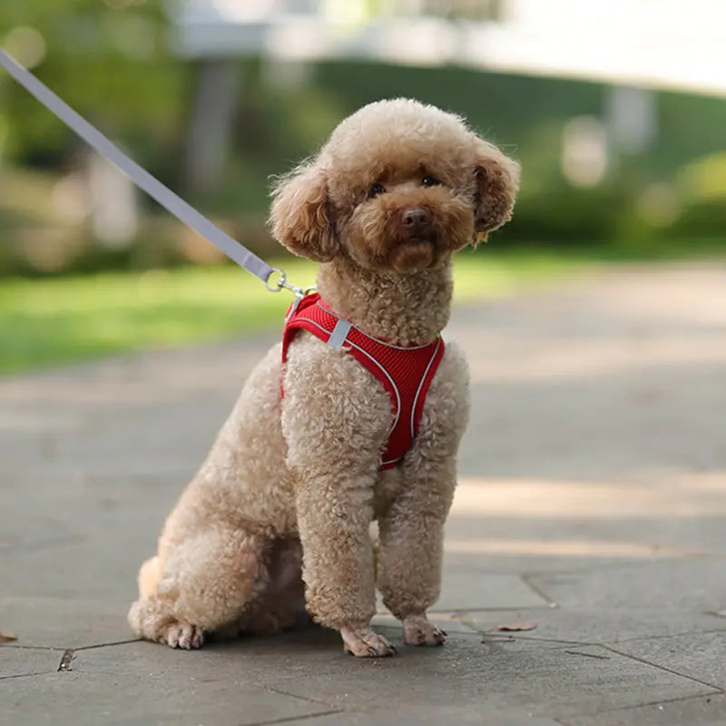 Harness Leash Set for Small Dogs